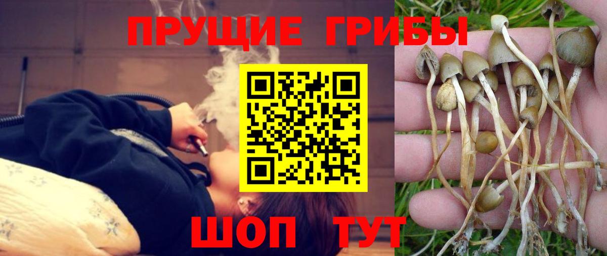 Кызыл  Галлюциногенные грибы Magic Shrooms  Вход с VPN  Галлюциногенные грибы MAGIC MUSHROOMS 
